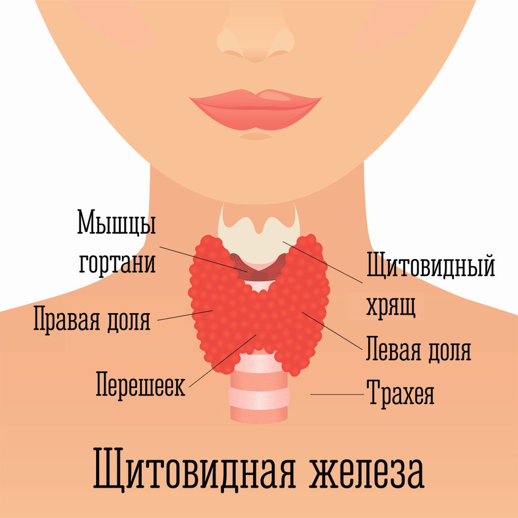Щитовидная железа (щитовидка), заболевания, диагностика, лечение щитовидки