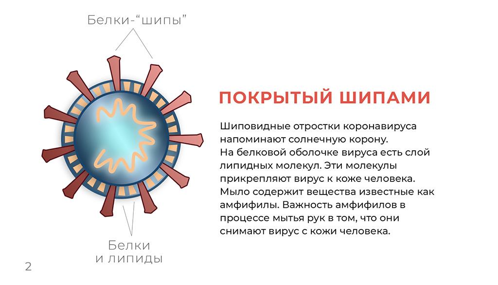 Коронавирус - инфографика